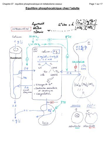 équilibre phosphocalcique et métabolisme