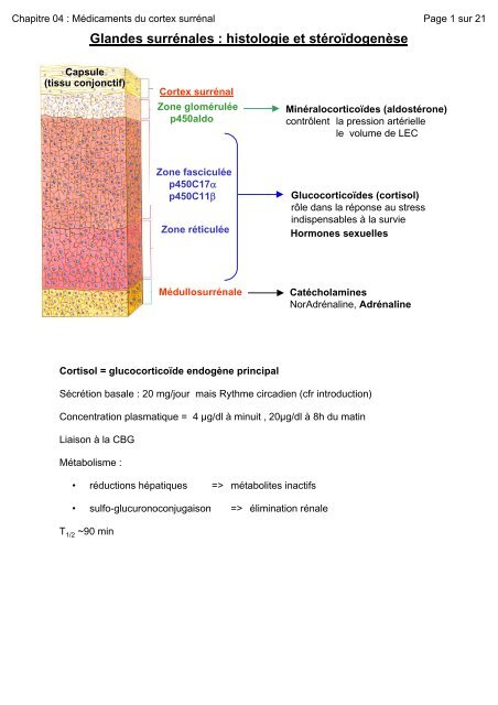 Glandes surrénales : histologie et stéroïdogenèse