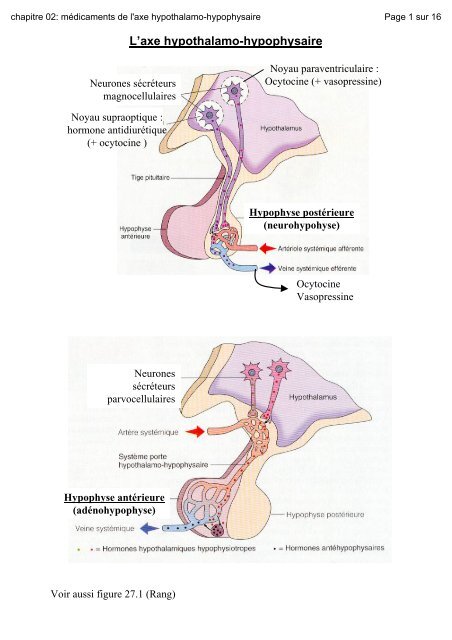 L'axe hypothalamo-hypophysaire - UCL-Bruxelles, Belgique