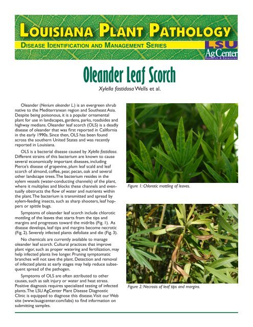 pub3144 Oleander Leaf Scorch HIGH RES.pdf - The LSU AgCenter
