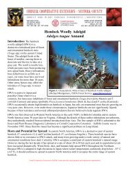 Fact Sheet: Hemlock Woolly Adelgid - Maine.gov