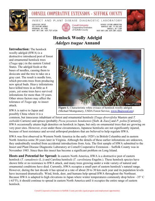 Fact Sheet: Hemlock Woolly Adelgid - Maine.gov