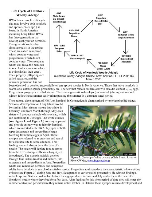 Fact Sheet: Hemlock Woolly Adelgid - Maine.gov