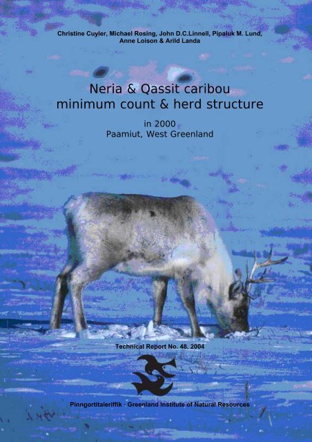 Neria & Qassit caribou minimum count & herd structure