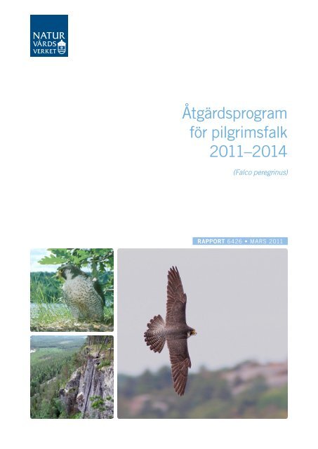 Åtgärdsprogram för pilgrimsfalk 2011–2014 - Naturskyddsföreningen
