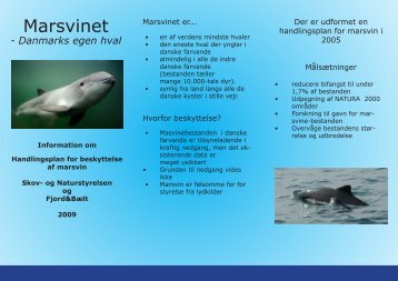 Marsvinet - Danmarks egen hval - Naturstyrelsen
