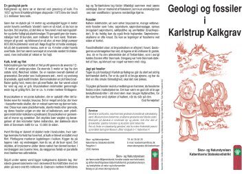 Geologi og fossiler i Karlstrup Kalkgrav - Naturstyrelsen