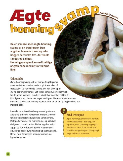 "Kanon Natur - svampe" som pdf - Danmarks Naturfredningsforening