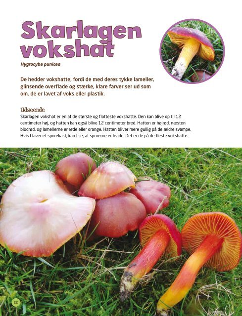 "Kanon Natur - svampe" som pdf - Danmarks Naturfredningsforening