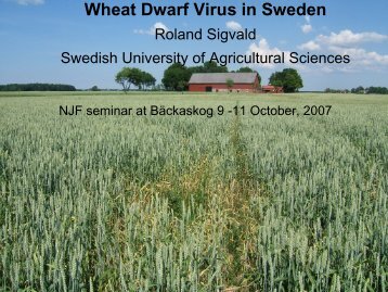 Wheat Dwarf Virus in - NJF