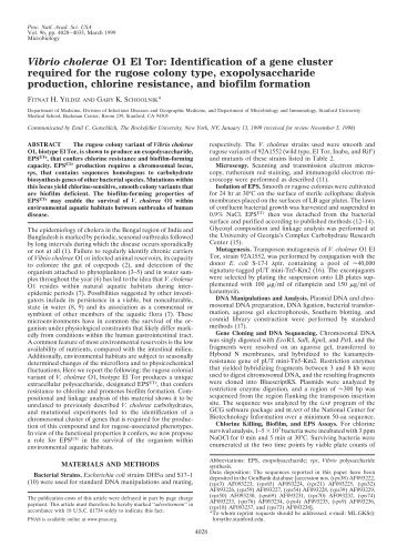 Vibrio cholerae O1 El Tor: Identification of a gene cluster required for ...