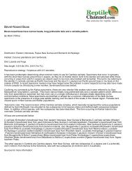 Burmese Python Care Sheet - Reptiles