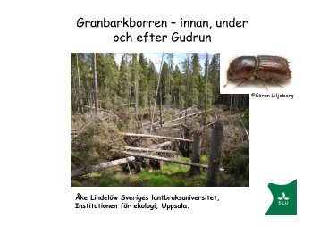Granbarkborren – innan, under och efter Gudrun - Skog og landskap