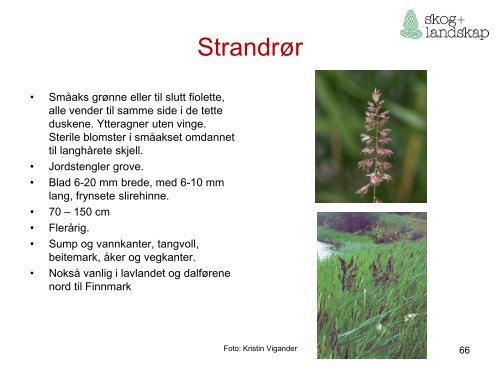 Beiteflora for klassifisering av innmarksbeite i AR5 - Skog og landskap