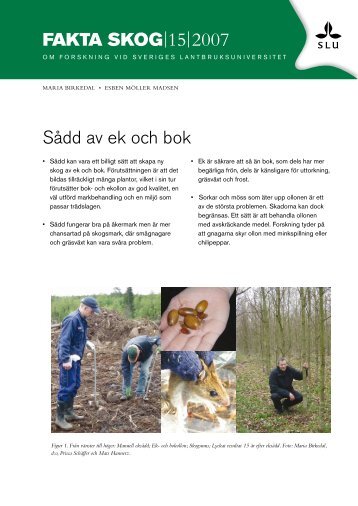 Sådd av ek och bok FAKTA SKOG 15 2007 - SLU