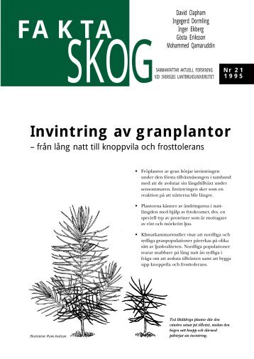 Invintring av granplantor - SLU