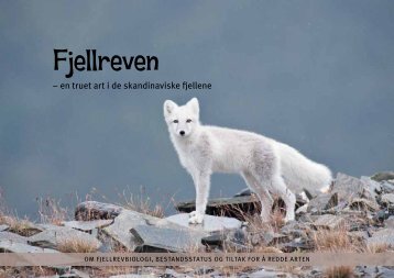 Fjellreven - en truet art i de skandinaviske fjellene (pdf) - NINA