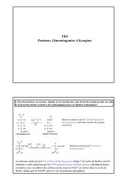 TD3 Pentoses, Gluconéogenèse, Glycogène - Département de ...