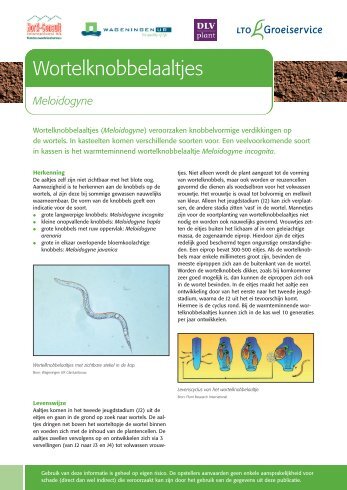 Wortelknobbelaaltje - Productschap Tuinbouw