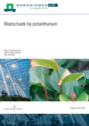 Bladschade bij potanthurium - Productschap Tuinbouw