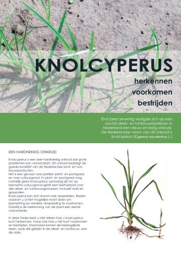 KNOLCYPERUS - Productschap Tuinbouw