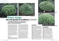 T&L Pinus Mugo telt vele goede en bruikbare ... - Tuin & Landschap