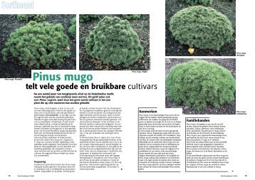 T&L Pinus Mugo telt vele goede en bruikbare ... - Tuin & Landschap