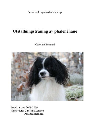Utställningsträning av phalenéhane