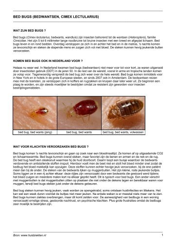 BED BUGS (BEDWANTSEN, CIMEX LECTULARIUS) - Huidziekten.nl