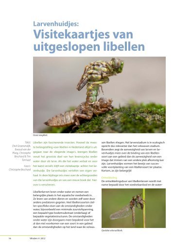 Larvenhuidjes: visitekaartjes van uitgeslopen libellen - Vlindernet