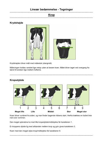 Lineær bedømmelse - Tegninger Krop - LandbrugsInfo
