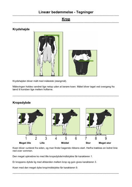 Lineær bedømmelse - Tegninger Krop - LandbrugsInfo