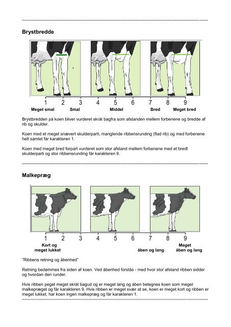 Lineær bedømmelse - Tegninger Krop - LandbrugsInfo