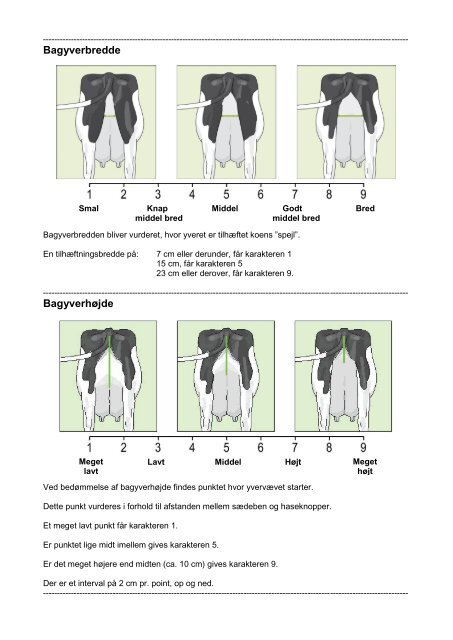 Lineær bedømmelse - Tegninger Krop - LandbrugsInfo