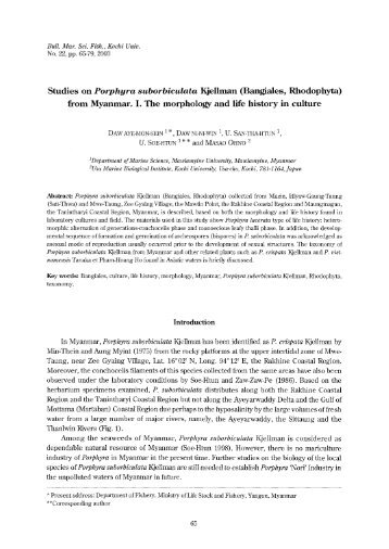 Studies on Porphyra suborbiculata Kjellman (Bangiales, Rhodophyta)