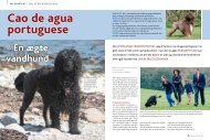 Cao de aqua portuguese - Hunden