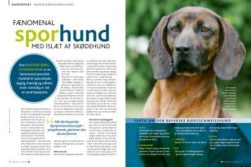 Bayersk bjergschweisshund - Hunden