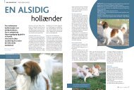 Den mellemstore kooikerhondje er en alsidig hunderace ... - Hunden