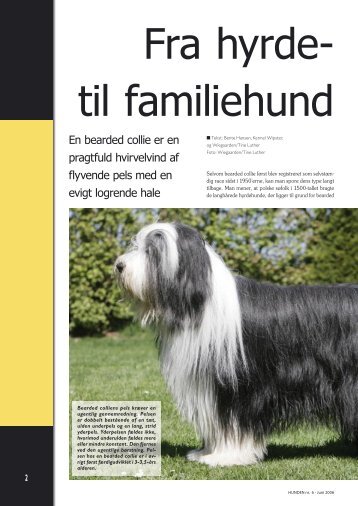 Bearded collie - Hunden