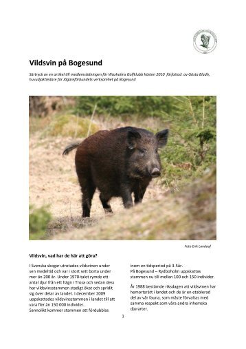 Vildsvin på Bogesund - Svenska Jägareförbundet
