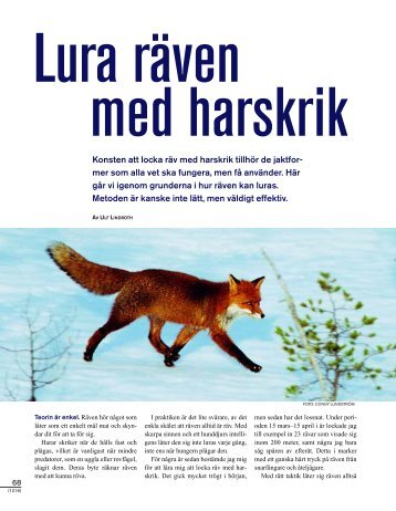 Lura räven med harskrik