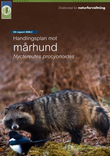 mårhund