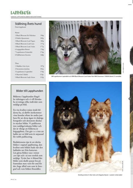 Nr 4/2010 - Svenska Lapphundklubben