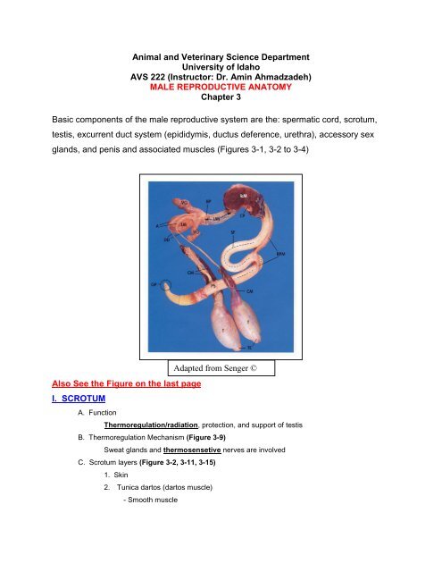 Male Reproductive Anatomy - University of Idaho