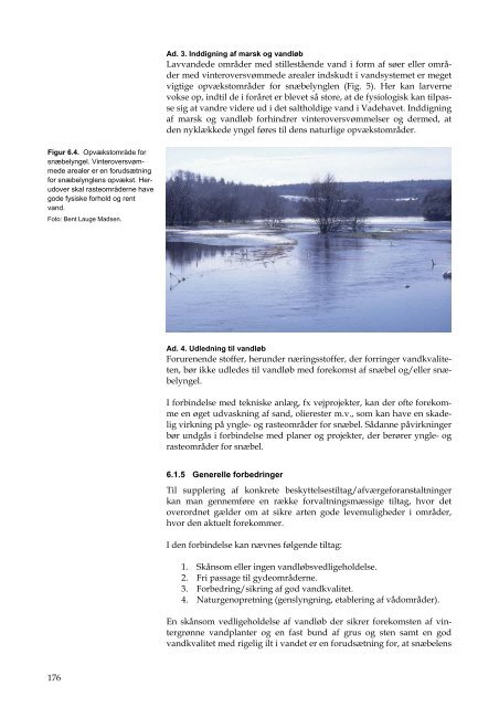 Håndbog om dyrearter på habitatdirektivets bilag IV - til brug i ...