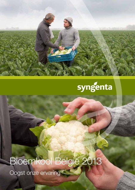 Bloemkool België 2013 - Syngenta