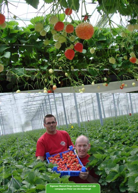 Aardbeien als afrodisiacum - Marcel Dings