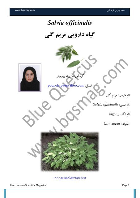 Salvia officinalis مریم گلی داريیی گیبٌ