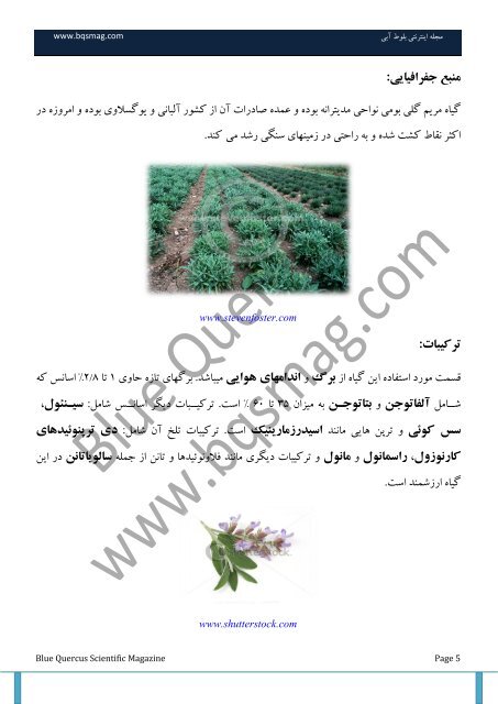 Salvia officinalis مریم گلی داريیی گیبٌ