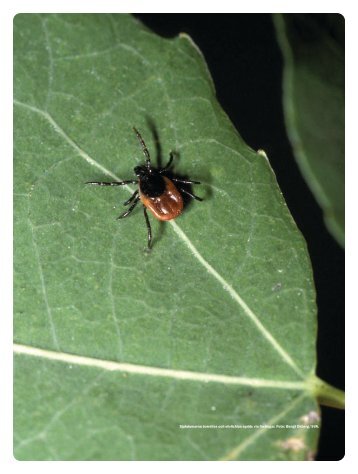 Undersökning av Borrelia och Ehrlichia hos svenska hästar